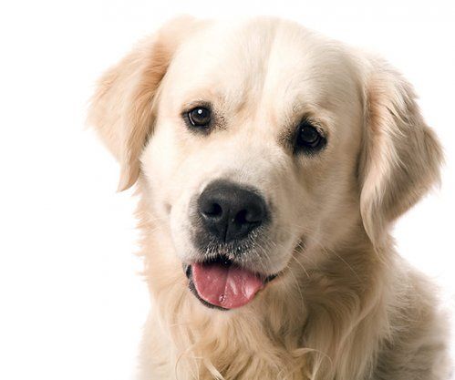 Prescripciones veterinarias Prescripciones veterinarias